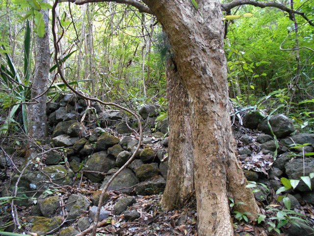 Quelques traces de murettes, vestiges de l'ancien îlet Natte