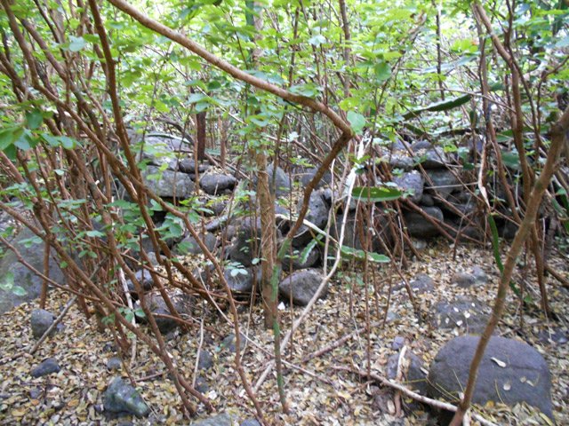 D'autres murettes qui ne sont pas totalement recouvertes de végétation