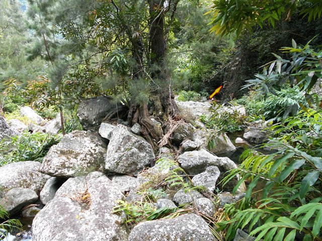 Ce filao ayant résisté à plusieurs cyclones sert de repère pour reprendre le sentier