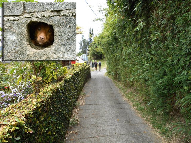 Chemin des Vétivers ; calme relatif entre les aboiements des chiens