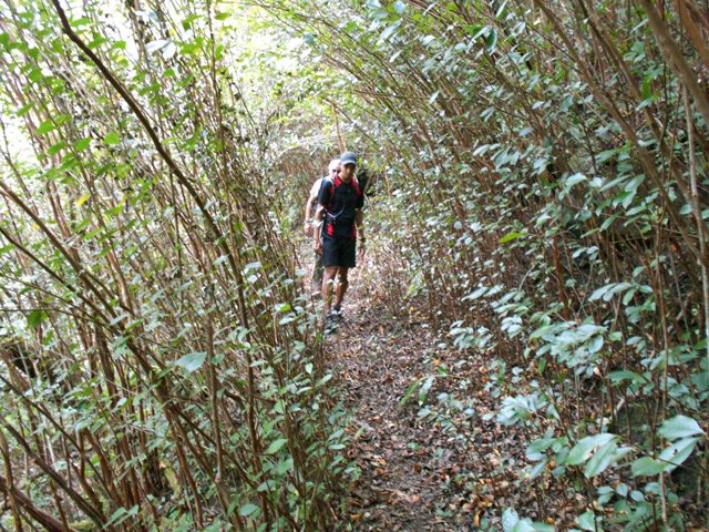 Les goyaviers, comme partout, débutent leur colonisation