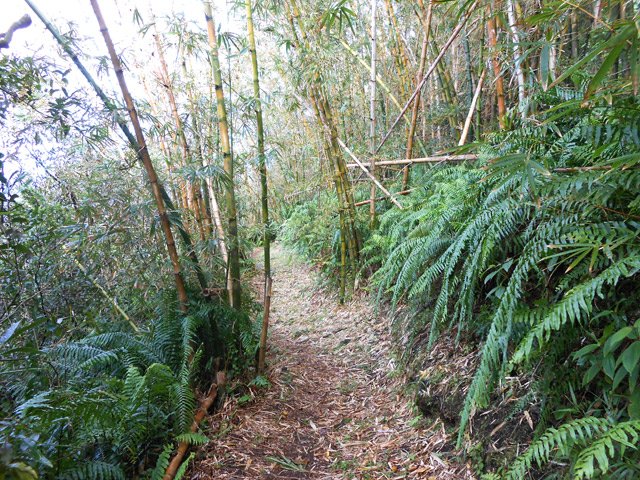 Le beau sentier vers l'Anse des Cascades