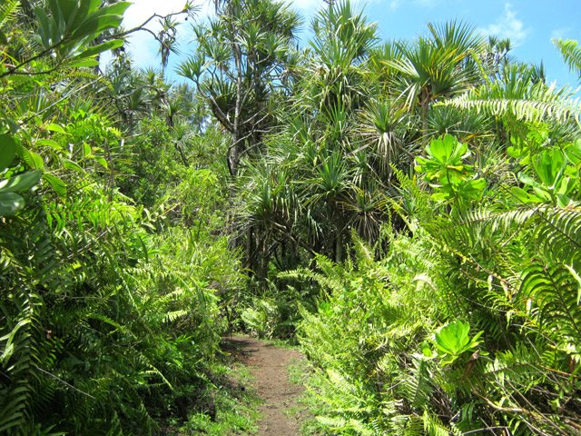 Le sentier vers le Gros Piton