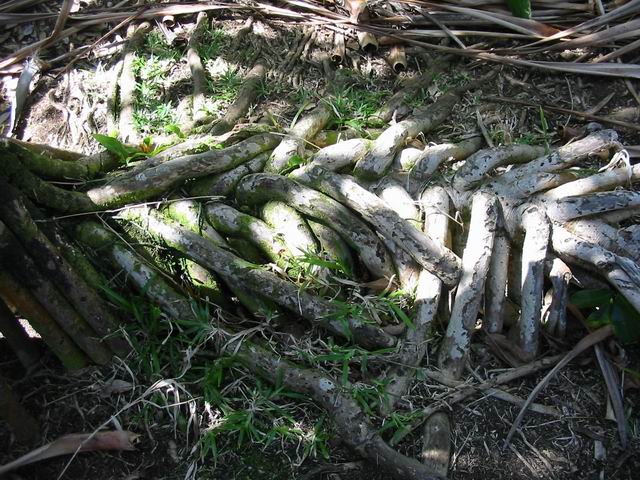 Les superbes racines de vacoas gênent parfois la progression