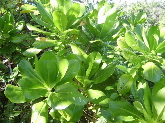 Le manioc marron pousse tout le long du littoral