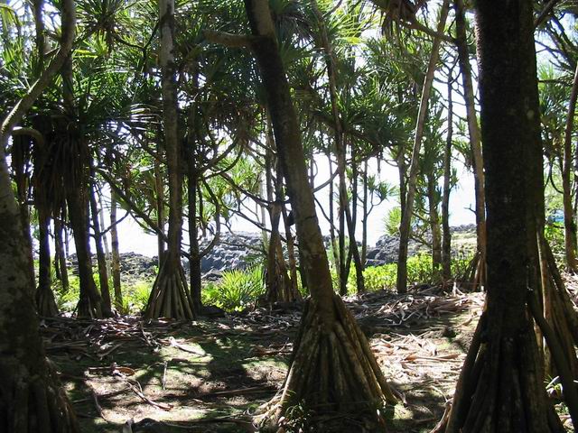 Le vacoa (pandanus) est la principale plante rencontrée sur le littoral