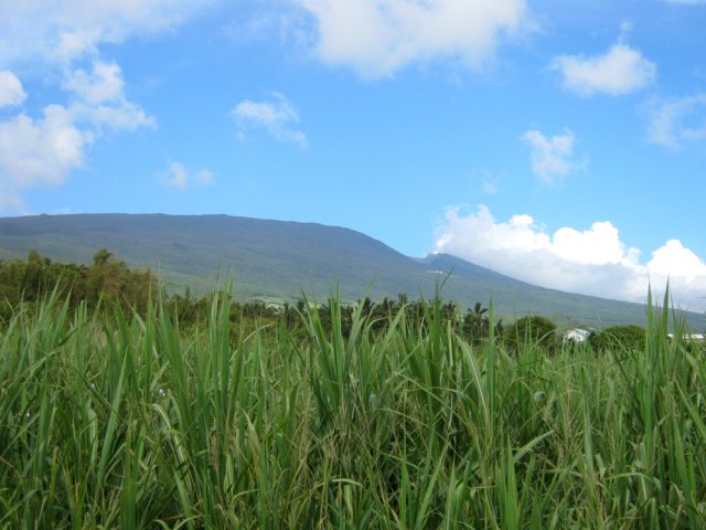 On aperçoit les citernes de Sainte-Rose au-dessus des cannes