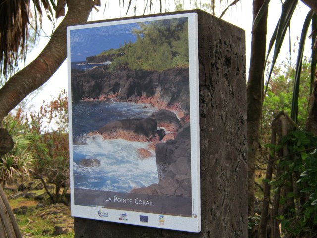 Arrivée à la Pointe Corail sous les vacoas