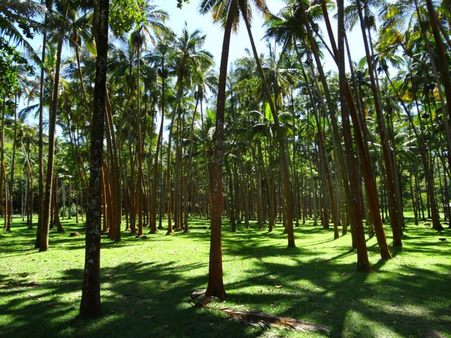 Les cocotiers créent de l'ombre aux pique-niqueurs