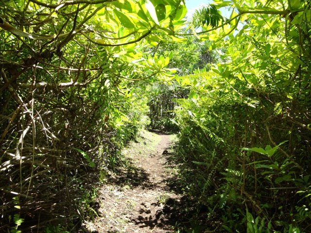 Sentier bien nettoyé dans les maniocs et fougères