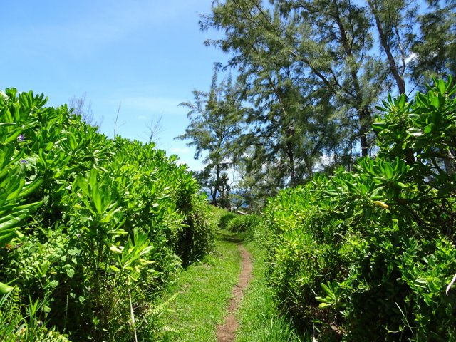 Sentier très agréable avant d'arriver à Piton Sainte-Rose
