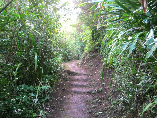 Le sentier, vers le Piton Lacroix, est très souvent glissant