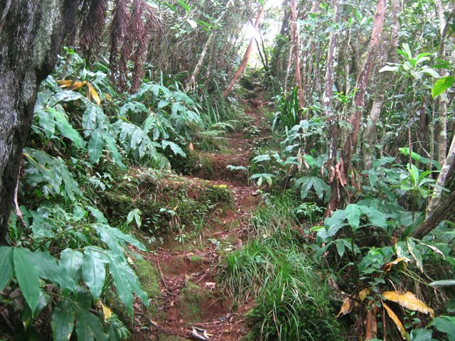 Même montée dans les longoses et change écorce
