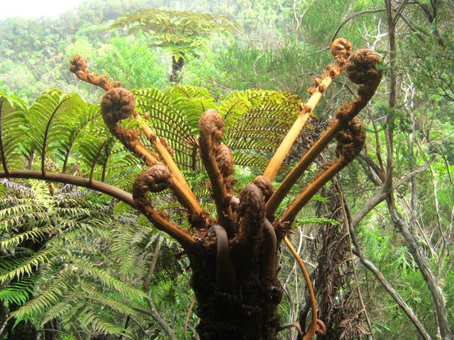 Région humide où se plaisent les fougères arborescentes