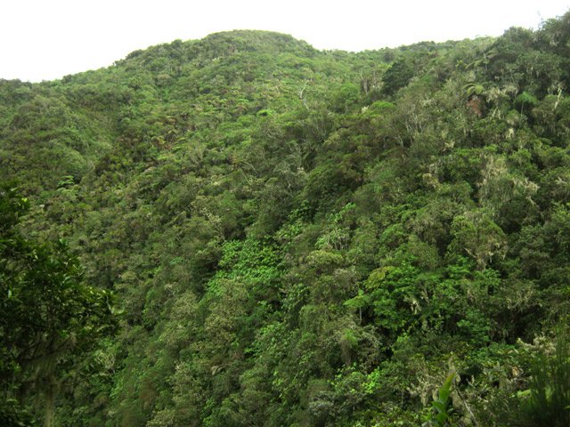 Une idée de la végétation très touffue entourant la ravine