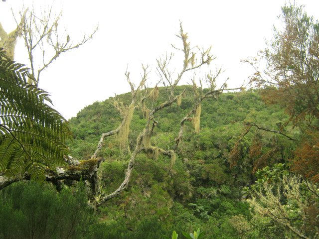 Les barbes de Jupiter aiment également l'humidité