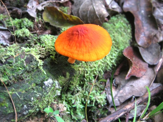 L'humidité favorise aussi la pousse des champignons