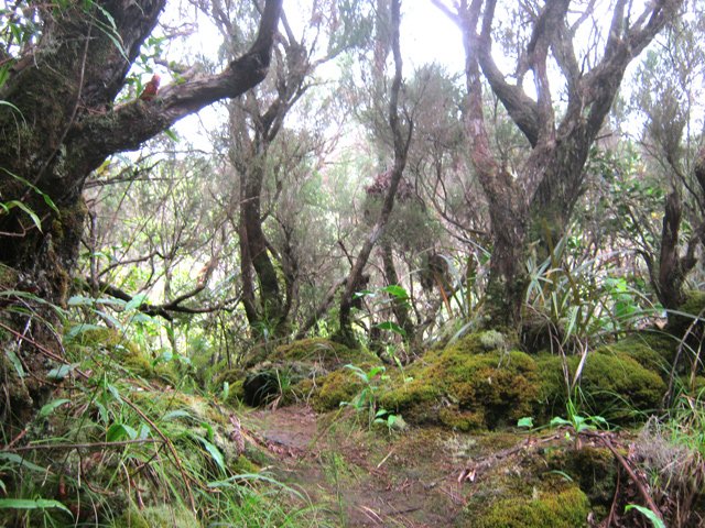 Belle partie moussue dans les branles peu envahis