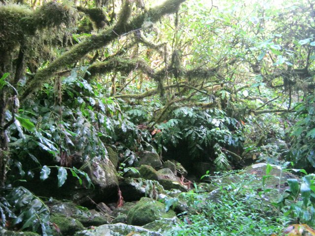 Même les fonds de ravines sont envahis de longoses