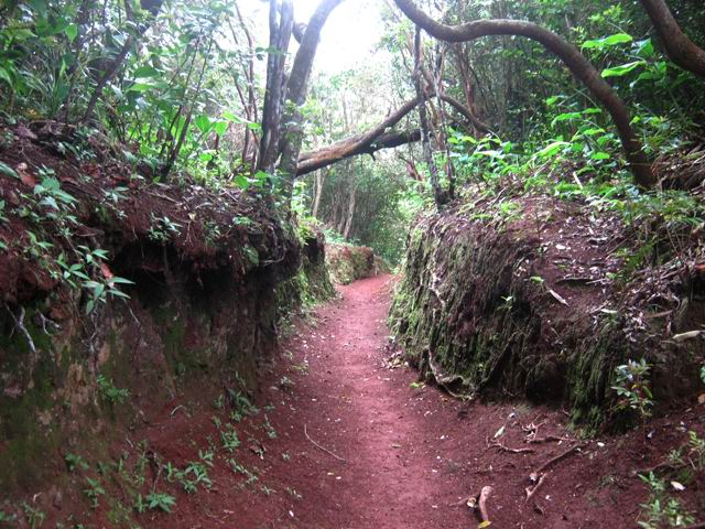 Le sentier très bien entretenu aux abords du Piton La Croix