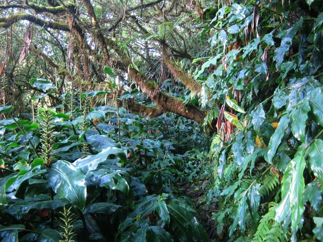 Le chemin du retour, envahi de longoses