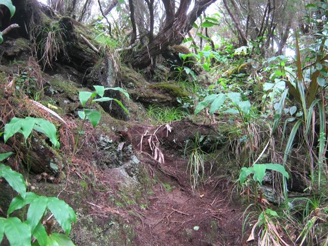 La montée vers le sentier du Malabar Mort, dans les grands branles verts