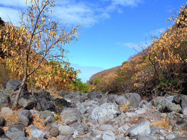 Les bois noirs de bas ont colonisé les galets faute de cyclones pour tout nettoyer