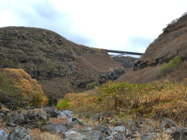 Toujours autant de bois noirs à l'approche du pont sur la Route des Tamarins