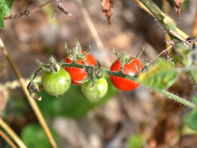 Une graine de tomate a un jour donné naissance à plusieurs pieds