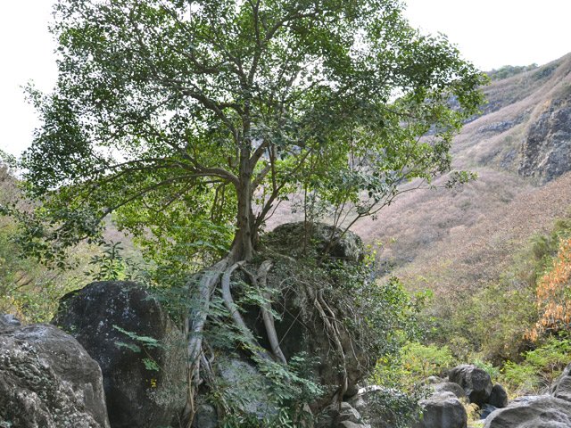 Un arbre étrangleur a réussi à s'implanter sur un rocher