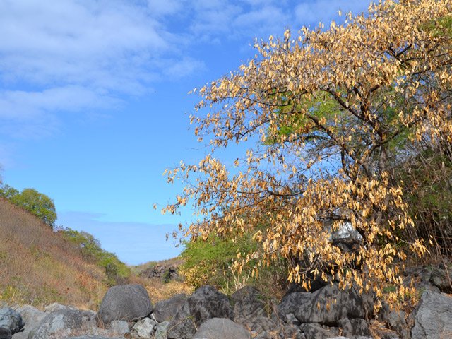Un grand bois noir en bordure de bassin