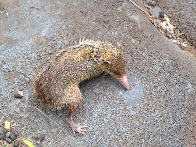 Un habitant des lieux qui a l'air de souffrir du manque d'eau