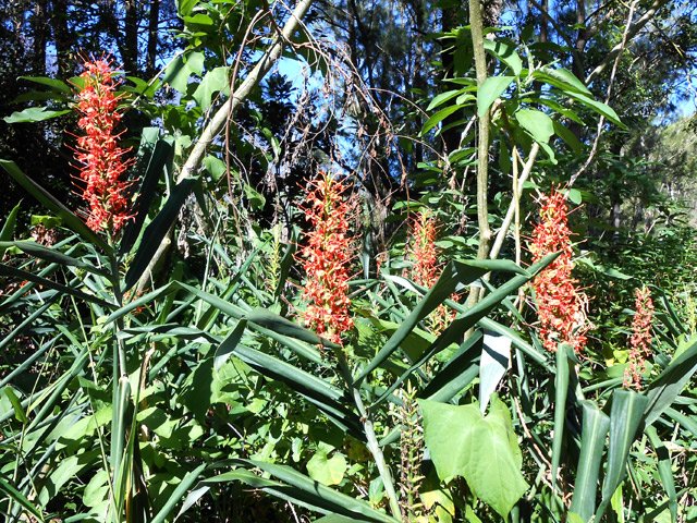 Une variété de longose aux fleurs orangées