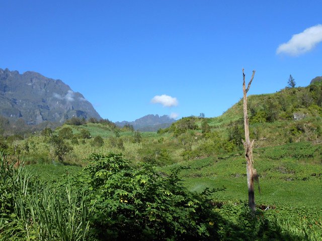 Des chouchous à perte de vue et le Morne de Fourche à l'horizon