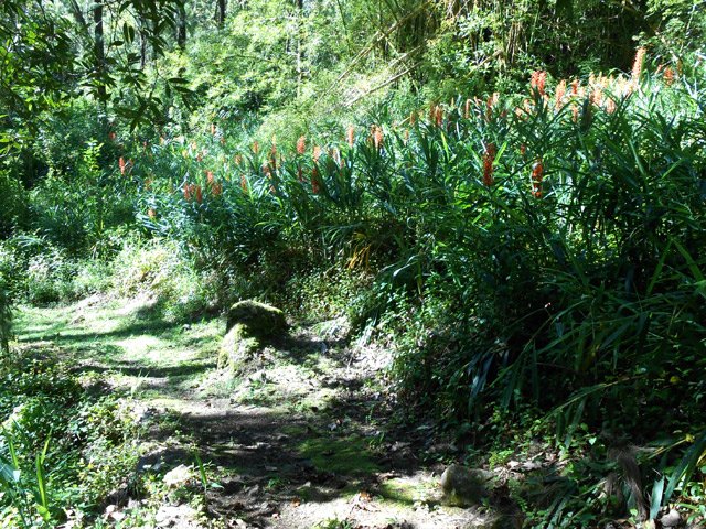 Un agréable sentier bordé de longoses
