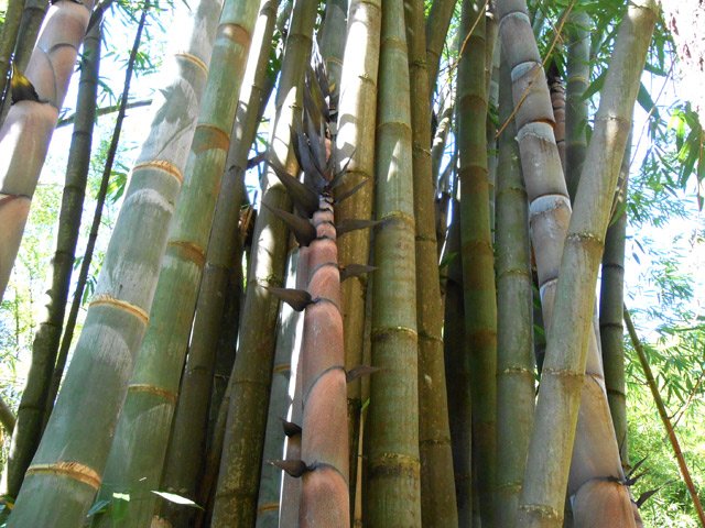 Gros bambous répartis sur la zone