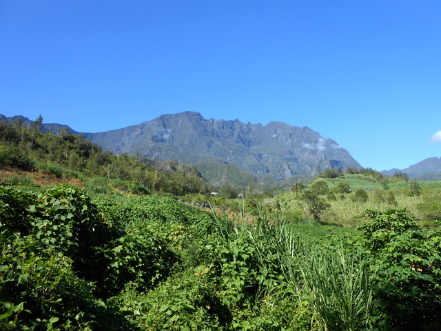 Champs de chouchous et vue sur le Gros Morne