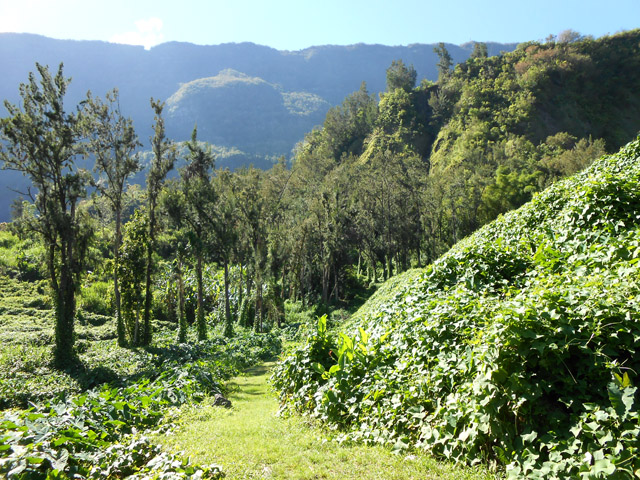 Filaos et chouchous autour d'un superbe sentier herbu