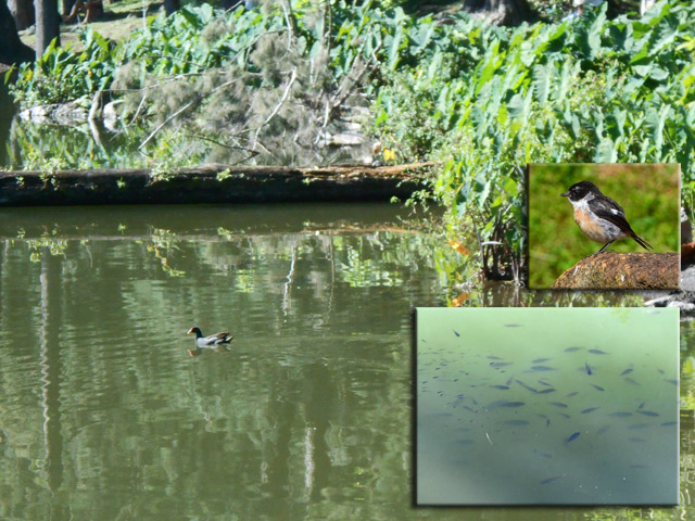 Les poules d'eau n'ont pas mangé tous les poissons !!