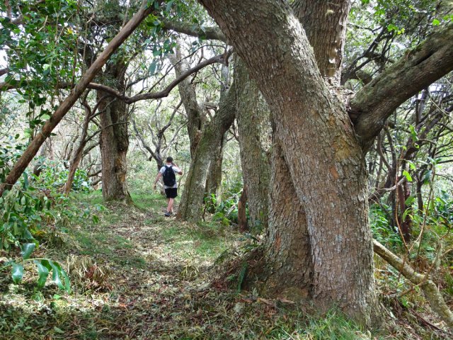 Les tamarins encore debout du sentier de l'Îlet Alcipe