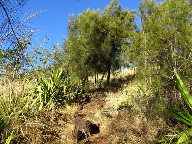 Remontée dans les filaos en pente raisonnable