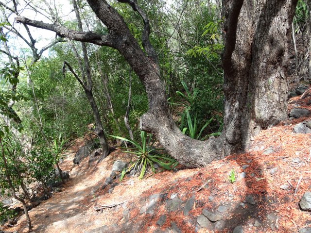 Un gros tamarin des bas en début de montée