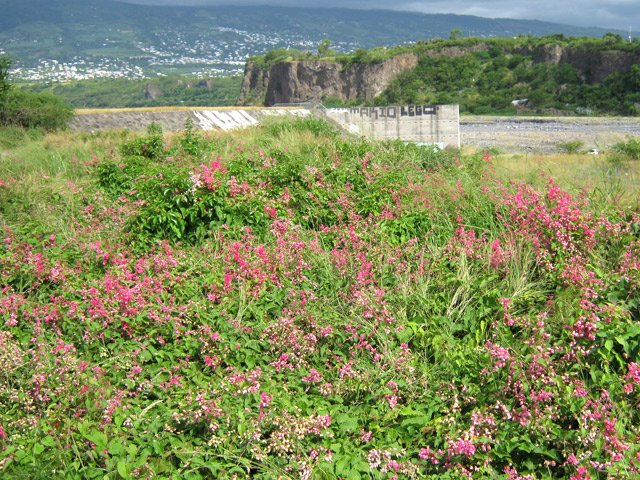 Les lianes corail envahissent les berges de leurs fleurs roses