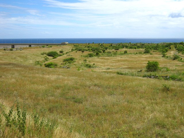 De vastes savanes accueillent de plus en plus de lézards oranges qui s'y multiplient