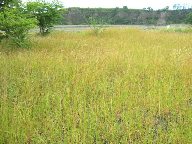 De grandes étendues herbeuses jaunissent au soleil