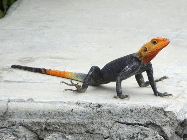 L'agame des colons (ici le mâle) s'est multiplié peu de temps dans l'ouest