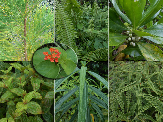 Si c'est 7 plantes disparaîssent, ce sera le désert !