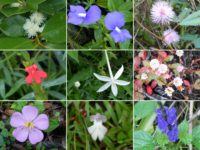 Heureusement de nombreuses fleurs apportent des touches de couleur