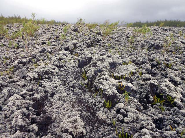 Tout doucement, les lichens prennent possession des roches avant l'arrivée des autres plantes