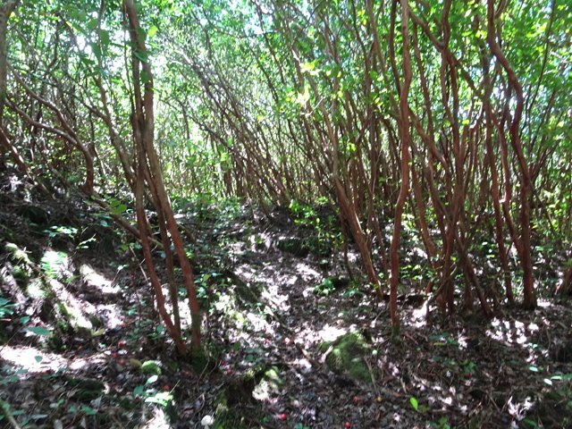 Le sentier est resté correct sous les grands goyaviers